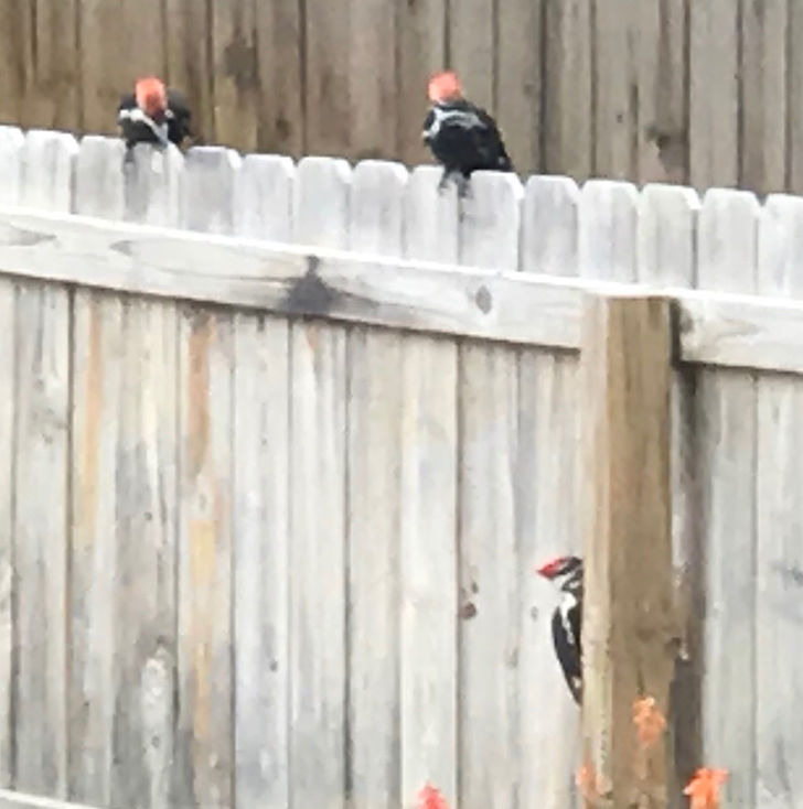 Woodpeckers